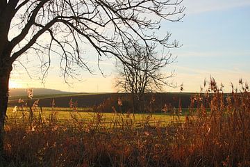 Landschaft mit Bäumen im Gegenlicht