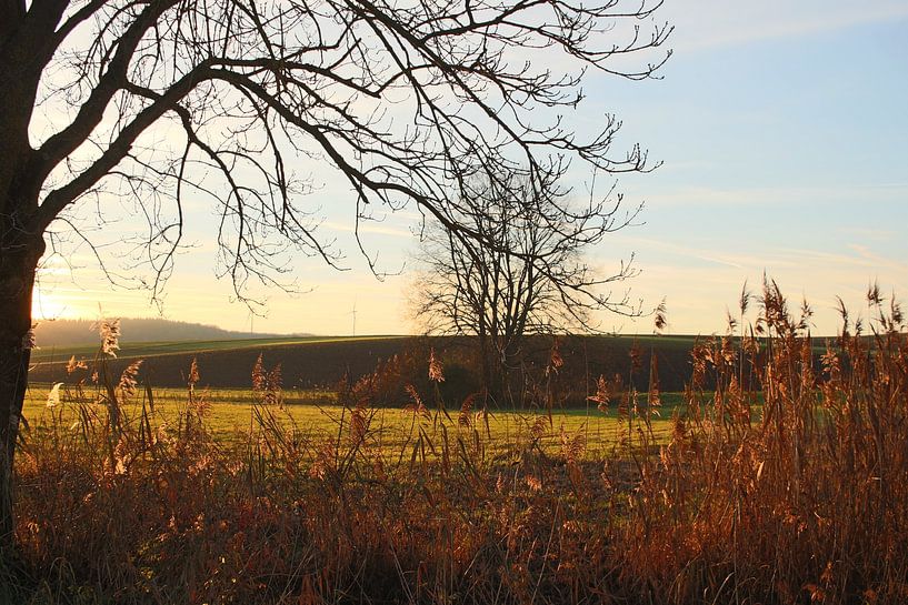 Landschaft mit Bäumen im Gegenlicht von Martin Flechsig