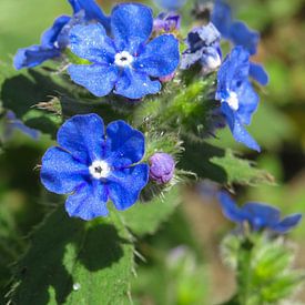 phototinke profielfoto