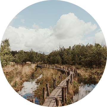 Wandelen op het Plankenpad in Drenthe