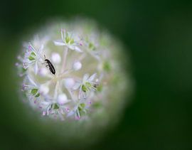 Gevangen by Tinus Tibbe