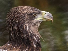 Pygargue à queue blanche de l'Europe sur Loek Lobel