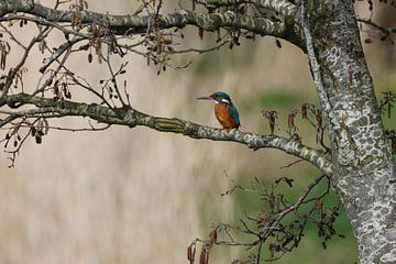 Martin-pêcheur sur Vanderaart-foto's