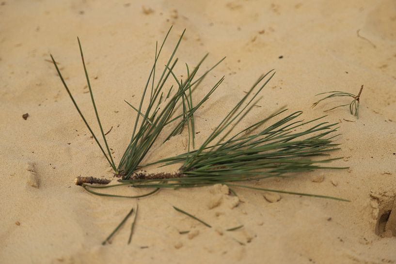 Loonse en Drunense Duinen by Wendy Bierings