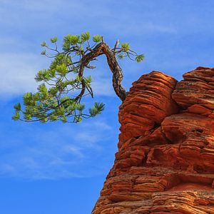 Eine Kiefer im Zion-Nationalpark, Utah