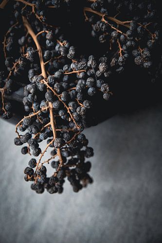 Dried berry branch by Melanie Schat