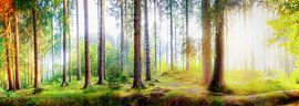 Idyllic forest in the light of the morning sun by Günter Albers