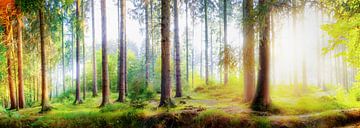 Idyllisch bos in het licht van de ochtendzon van Günter Albers