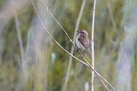 A whinchat in the reeds