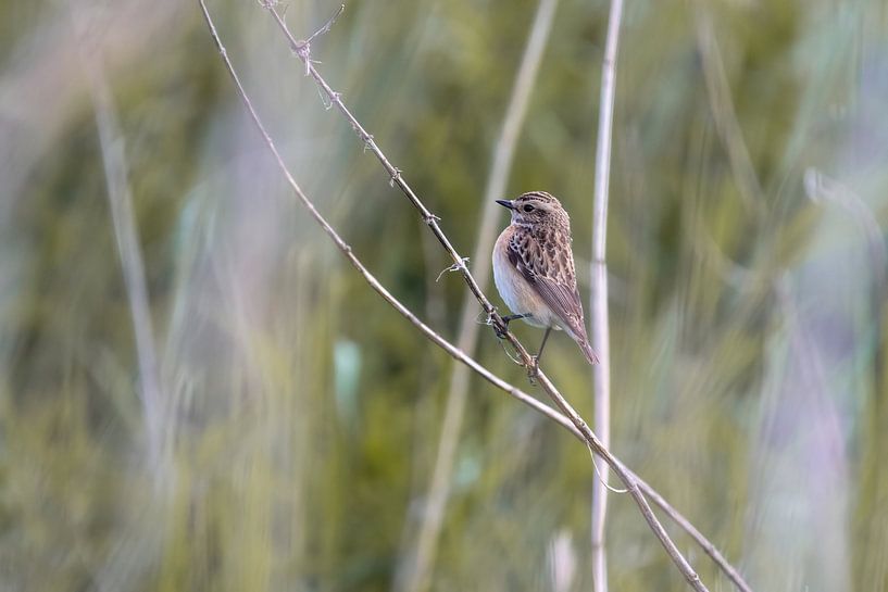 A whinchat in the reeds by Premek Hajek