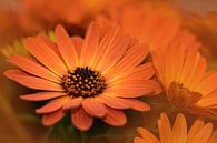 Oranje bloemen van John Leeninga thumbnail