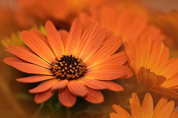 Oranje bloemen van John Leeninga