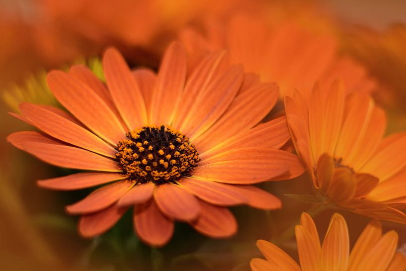 Oranje bloemen van John Leeninga