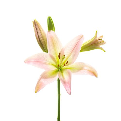lily flower in 4 (Lilium)