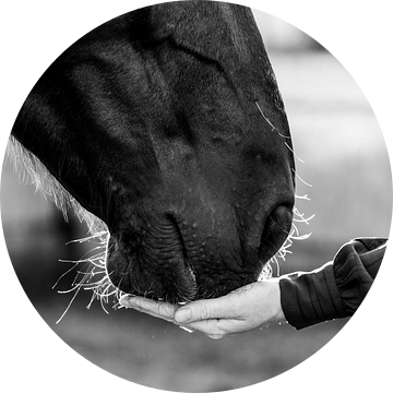 Aanraking van Vertrouwen - De Connectie tussen Mens en Paard van Femke Ketelaar