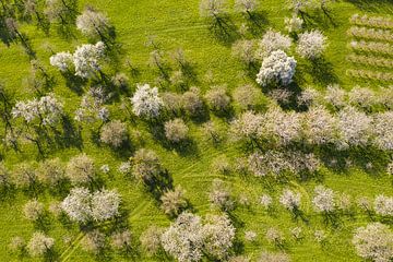 Un arbre en fleurs sur le plateau souabe sur Werner Dieterich