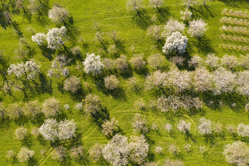 Un arbre en fleurs sur le plateau souabe par Werner Dieterich