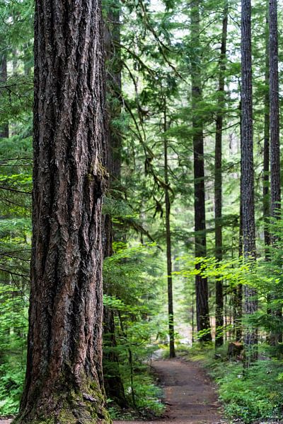 Wald im Ohanapecosh-Gebiet des Mount Rainier National Park, Washington, USA von Jeroen van Deel