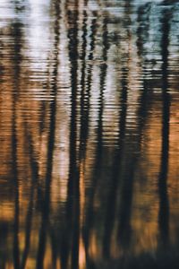 Reflexion der Bäume