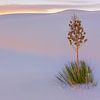 Seifenbaum-Yucca in White Sands National Monument von Henk Meijer Photography
