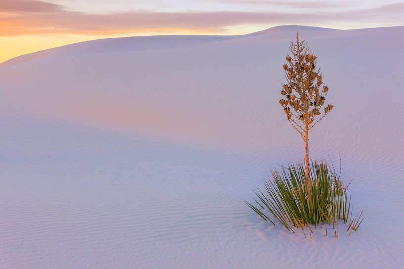 Seifenbaum-Yucca in White Sands National Monument von Henk Meijer Photography