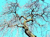 Tree Magic 114 van MoArt (Maurice Heuts) thumbnail