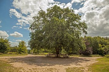 The Lonely Oak by Jan de Jong