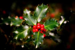 Stechpalme mit roten Beeren