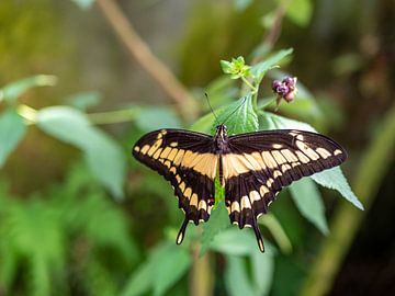 Königs-Schwalbenschwanz (Papilio thoas) auf einem Blatt von Animaflora PicsStock