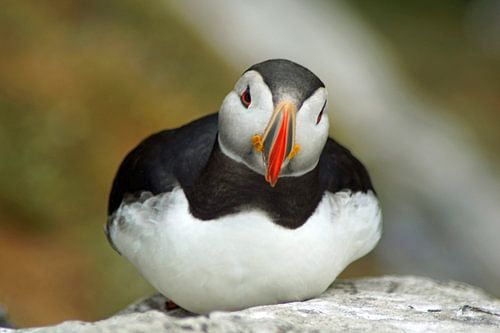 Papegaaiduikers op het eiland Skellig Michael in Ierland