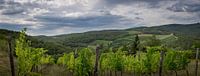 Chianti heuvels met wijngaard van Teun Ruijters thumbnail