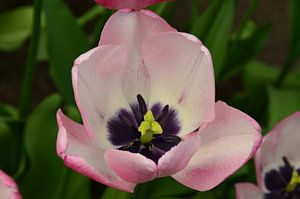 Beautiful Tulip sur Marcel van Duinen