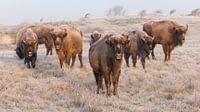 European Bison on a cold morning by Jan-Willem Mantel thumbnail