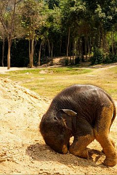 Un bébé éléphant fait rouler sa tête sur Truckpowerr