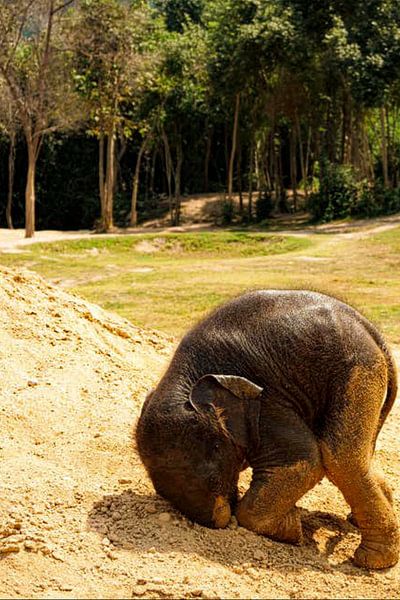 Un bébé éléphant fait rouler sa tête par Truckpowerr
