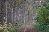 Herfst op de Veluwe