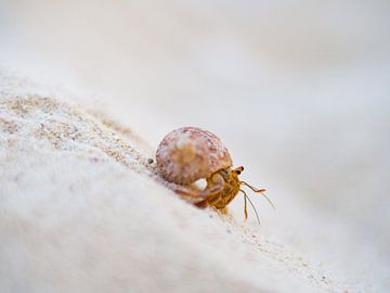 Crabe hermite sur la plage à Cuba sur Teun Janssen