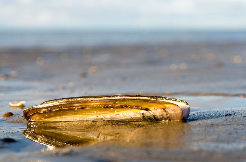 shell on the beach by Annelies Cranendonk