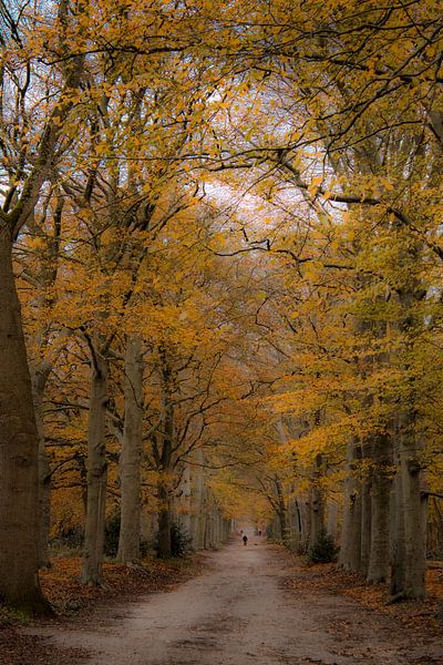 Chemin forestier Amerongse Bos | Utrechtse Heuvelrug | Automne | Photographie de nature par Wandeldingen