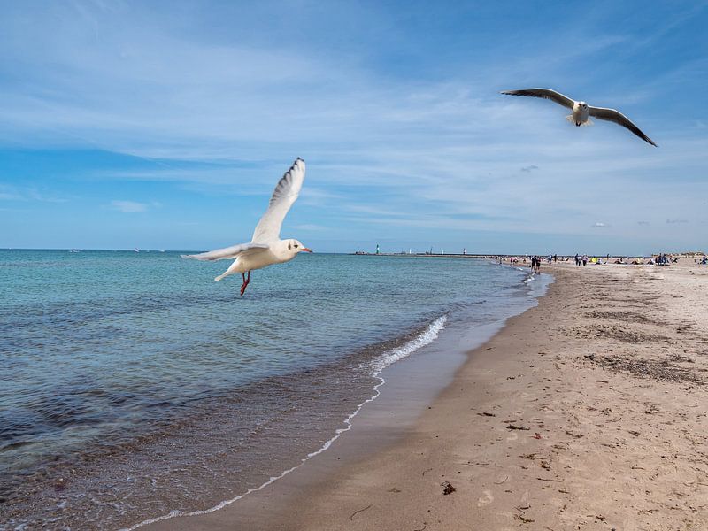 Möwen am Strand in Warnemünde von Animaflora PicsStock