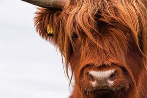 Portret Schotse Hooglander 2 van Sandra van Kampen