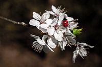 Lieveheersbeestje ontmoet sakura (kersenbloesem)