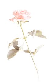 Roos 2 van Mark Isarin | Fotografie