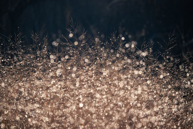 Sparkling Dew drops in Earth Tones by Imladris Images