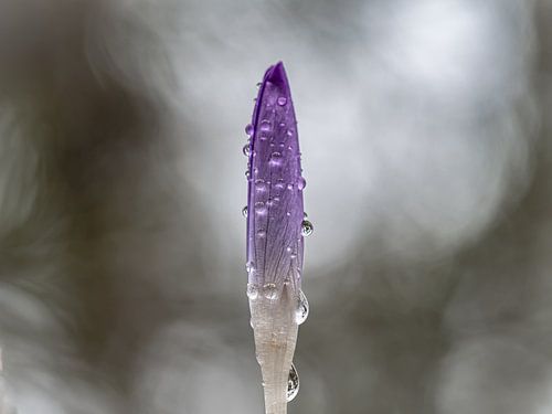 Droom krokus