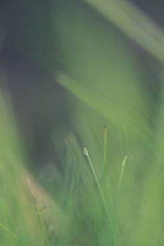 Gras by Robert Wiggers