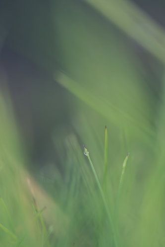 Gras