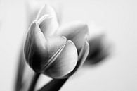 Tulpen (zwart-wit) van Ada Zyborowicz thumbnail