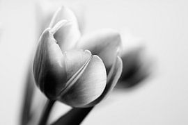 Tulpen (schwarz und weiß) von Ada Zyborowicz