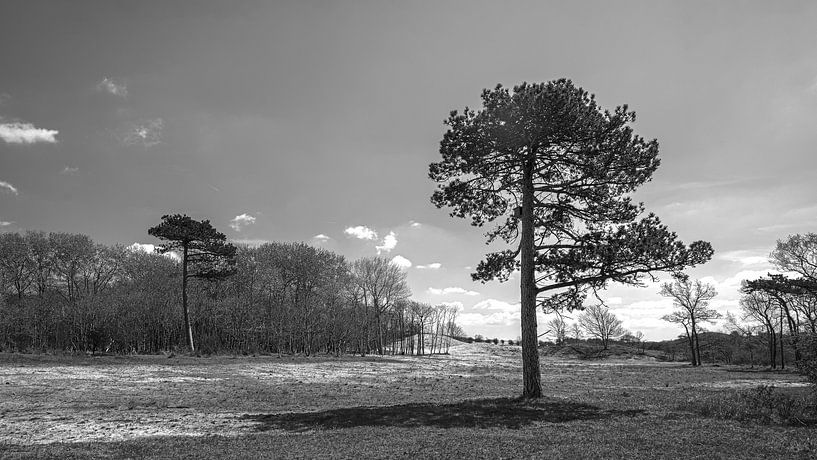 Kennemerduinen, North Holland by Peter Bartelings